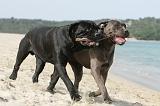 CANE CORSO 271